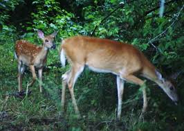 We did not find results for: Deterring Deer From Devouring Your Landscape The Epa Blog
