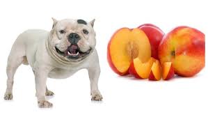 Can dogs eat pineapple leaves? Can Dogs Eat Peaches Is It Safe For Them American Bully Daily