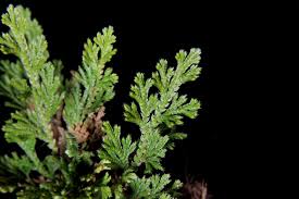 Image result for Selaginella perpusilla