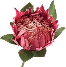 Amazon Com Fiveseasonstuff King Protea Real Touch Silk Artificial Flowers For Wedding Bouquet Ho Tropical Flower Arrangements Protea Flower Artificial Flowers