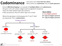 Which one of the genotypes shown above results in a phenotype that were the babies switched? Codominance Definition Genetics