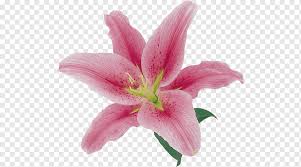 Check spelling or type a new query. Pink Lily Product Kind Pink Lily Lily Png Pngwing