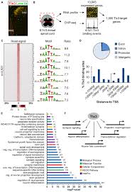 We did not find results for: Frontiers Tlx3 Exerts Direct Control In Specifying Excitatory Over Inhibitory Neurons In The Dorsal Spinal Cord Cell And Developmental Biology