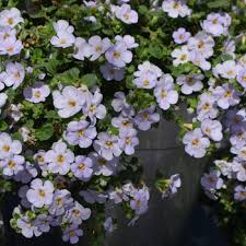 Image result for Sutera debilis