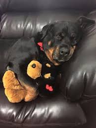 Rottweilers puppies available from tyson von hulse (sire) and hilga zeushaus (dam) champion bloodline akc registered tails docked dew claws removed first shot 4 females left $650 located in fayetteville nc 9104761654. From Your Friends At Phoenix Dog In Home Dog Training Quot K9katelynn Quot See More About Scottsdale Dog Training At With Images Rottweiler Puppies Rottweiler Dog Puppies