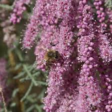 Image result for tamarix ramosissima pink cascade
