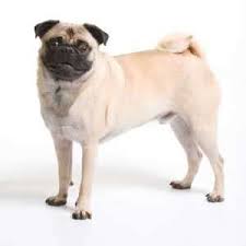 Our pugs are destined to make your life. Pug Puppies For Sale From Proven Dog Breeders Pets4you Com