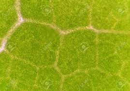 The image is 2d, so it must have been a light microscope or tem. Green Plant Cells Blurred Abstract Science Background Stock Photo Picture And Royalty Free Image Image 78680596