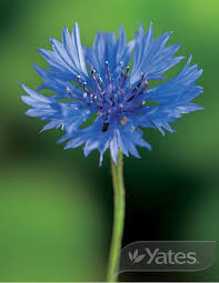 Virginia bluebells (or virginia cowslip) are blue flowering plants that are native to north america and require almost no maintenance. Cornflower Mystic Blue Garden Seeds Yates Australia