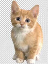 While most maine coon cats are large in size, maine coons can actually be small too! Kitten Maine Coon Siamese Cat Ragdoll Munchkin Cat Png Clipart Aegean Cat American Wirehair Animals Asian