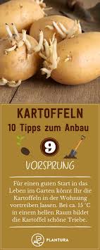 Jetzt werden die kartoffeln in den kübel gepflanzt. 10 Tipps Fur Den Kartoffelanbau Im Eigenen Garten Plantura Growing Potatoes Herb Garden Design Healthy Garden