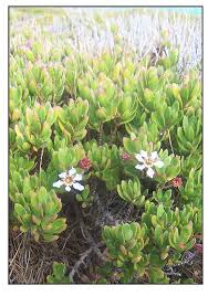 Image result for Pemphis