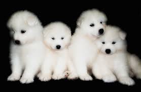 Find samoyeds puppies & dogs for sale uk at the uk's largest independent free classifieds site. 60 Beautiful Pictures Of Samoyed Dog