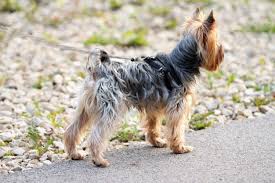 Yorkshire Terrier Caracteristicas Da Raca Foto Preco Web Cachorros