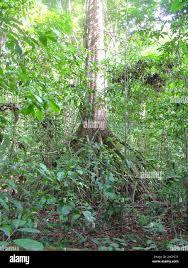 Image result for Uapaca nitida