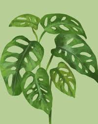 Image result for Monstera