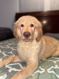 Last 2 boys! Healthy,active, loving Rottweiler/lab and German Shepherd mix  puppies! Both parents live in home with us. Mom is a Lab/Rottweiler mix and  dad is a German Shepherd. Dad is extremely