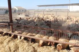 Mersin De Ciftcilere Kucukbas Hayvan Destegi