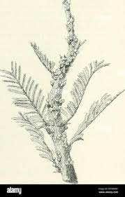 Image result for Pilostyles aethiopica