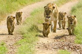 Tripbucket See Africa S Big 5 In The Wild Tanzania Safari Wildlife Tour Kenya Safari