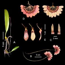 Image result for Bulbophyllum sandersonii