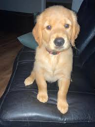 What breed is Chef Taylor's dog?