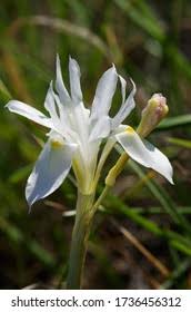 Image result for Moraea schimperi