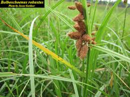 Image result for Bolboschoenus