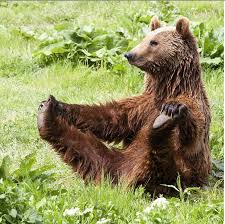 Bear Feet! | New Journey