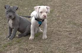 types of pitbulls the 5 popular pit breeds american