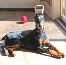 I am located in western new york, north of buffalo. Braveheart Loyalheart Doberman Pinscher Breeder In New York