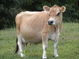 Jersey Cow By Parkash Dairy Farm Jersey Cow Inr 35 Kinr 55 K Piece Id 1292747
