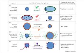 Use the colors indicated in the box. Nuclear Size Regulation From Single Cells To Development And Disease Trends In Cell Biology