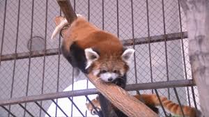 Unlike the giant pandas, these guys have a long furry tail and aren't fat. Baby Red Panda Gif
