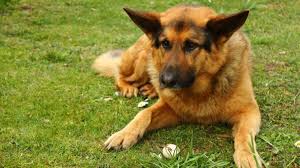 What you need to know 2021. German Shepherd Pitbull Mix What Are They About