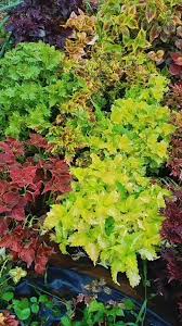 Image result for Coleus rhodesianum