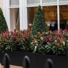 The result is a colorful explosion dy­namic enough to brighten the grayest of winter days. Winter Windowboxes Find Your Style