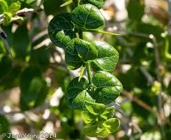 Image result for Catunaregam obovata