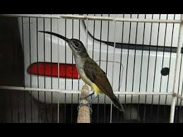 Cara membedakan burung pijantung jantan dan betina dengan cara yang sederhanaburung pijantung memiliki suara yang mirip dengan tengkek buto dan cucak jenggot. Kicau Burung Pijantung Besar Youtube