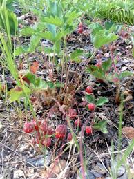 Image result for Wild Strawberry 1990 Tracer