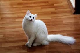 Perbedaan kucing persia dan anggora yang benar. Daftar Harga Kucing Anggora Terbaru Dan Lengkap Sudut Kebun