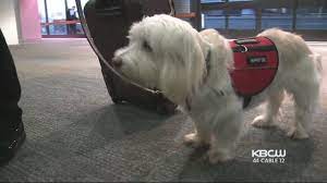 When traveling with a service or support animal, we're here to work to protect public health, delta air lines requires all dogs including service animals to be current on all vaccinations. Delta Airlines Pet Policy Dogs Cat Cargo Travel Fee Cost