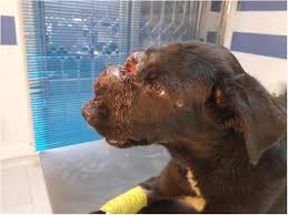 With chemotherapy treatment the average life expectancy of sick dogs is a year to a year and a half. Intranasal Diffuse Large B Cell Lymphoma Of Immunoblastic Type With Extensive Osteolysis In A Dog Springerlink