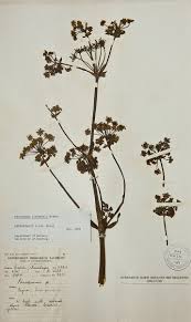 Image result for Afroligusticum claessensii
