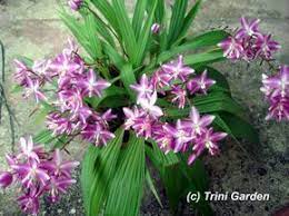 Commonly Known As Ground Orchids These Terrestrial Orchids Grow In General Garden Soil And Only Require A Little Ground Orchids Orchids Organic Gardening Soil