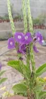 Image result for Stachytarpheta urticifolia