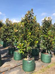 Check spelling or type a new query. Magnolia Grandiflora Little Gem Large 75l Pot