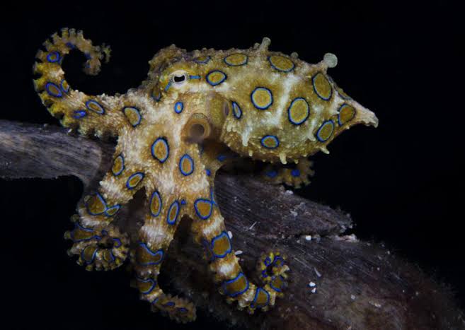 Mga resulta ng larawan para sa Blue ringed octopus (Chromatophore pigment)"
