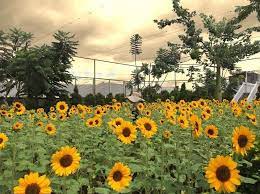 Terletak pada lokasi strategis, yaitu di jl. Tiket Masuk Sky Garden Pvj Spot Foto Kebun Bungan Matahari Di Bandung Wisata Oke