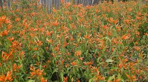 Image result for Justicia capensis